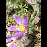 Pulsatilla Vulgaris (fam. Renonculacees) (Europe) (11)